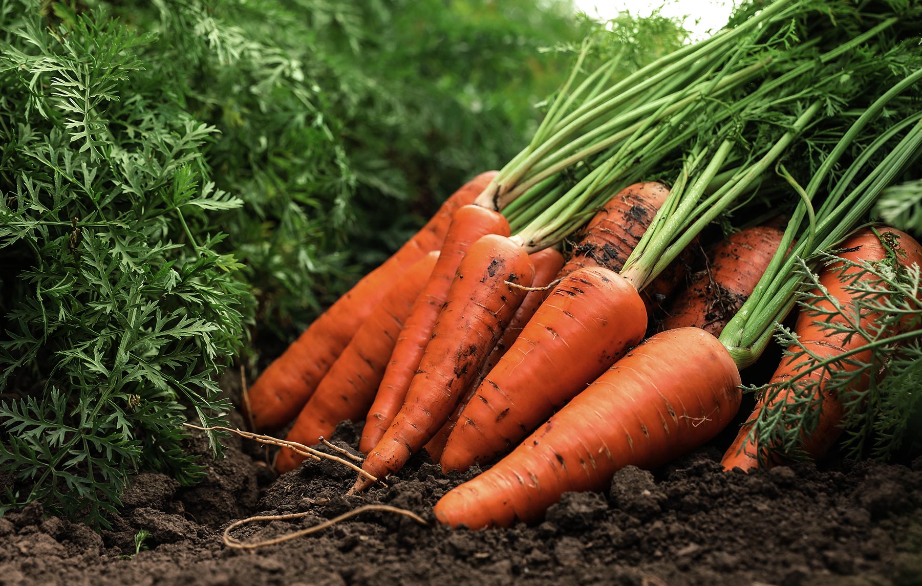 Alliance_carrots